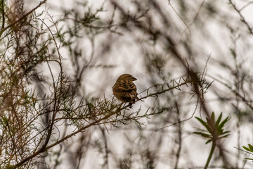 P&aacute;jaro en Rambla de Castro los Realejos, Tenerife.
