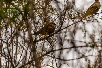 Pájaro en Rambla de Castro los Realejos, Tenerife.