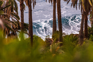 Palmeras en Rambla de Castro, los Realejos, Tenerife.