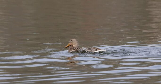 Female mallard swimming in a lake standing up and flap her wings

