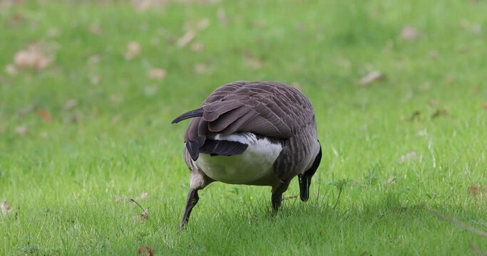 Close up of Canadian goose eating grass of the park lawn