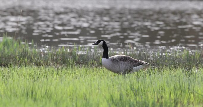 Canadian Goose drinking water in the grass at the lakeshore