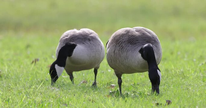 Canadian geese eating grass at the lakeshore close up