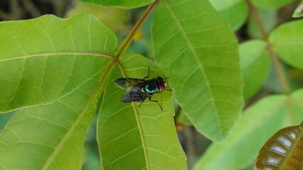 inseto mosca varejeira - Dermatobia hominis