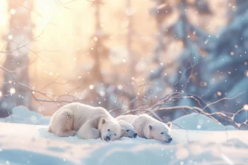 Fototapeten Serene Winter Wonderland: Slumbering Polar Bears in a Snowy Landscape Banner © Алинка Пад