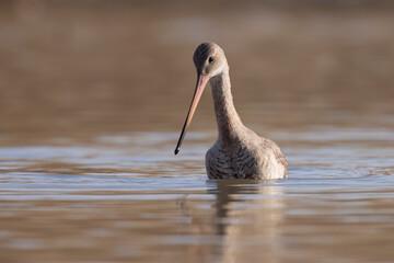 The black-tailed godwit (Limosa limosa) is a large, long-legged, long-billed shorebird.