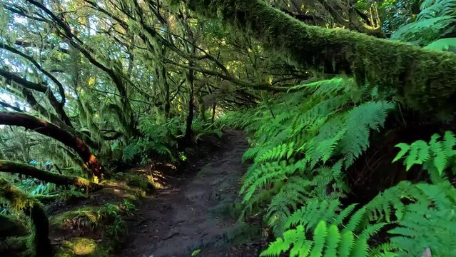 walking in the middle of the jungle of Anaga National Park in Tenerife, Spain, next to laurel trees, ferns and green moss on the tree trunks