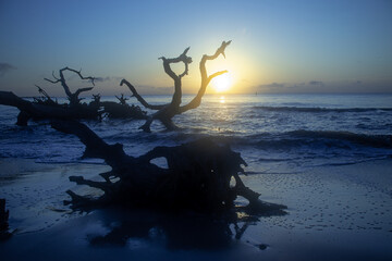 Sunrise silhouetting driftwood on beach