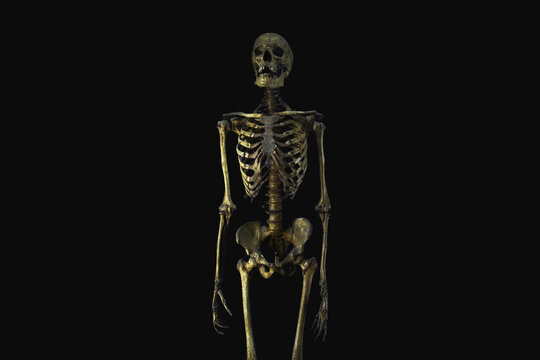 Human skeleton on a black background. Anatomy