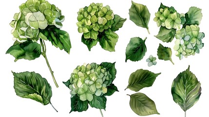 Set of hydrangea flowers and leaves on an isolated white background, watercolor botanical painting, hand drawing, floral design. Generative Ai - obrazy, fototapety, plakaty