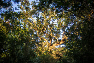 Sun shining on tree