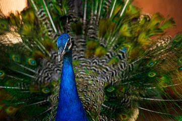 Beautiful peacock with bright blue neck in daylight