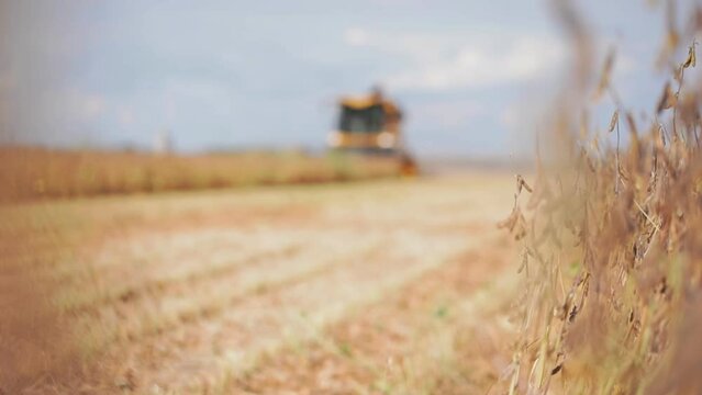 A combine harvester harvesting soy on field

