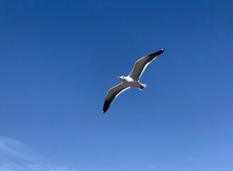 A large seagull soars in the sky on the California coast.