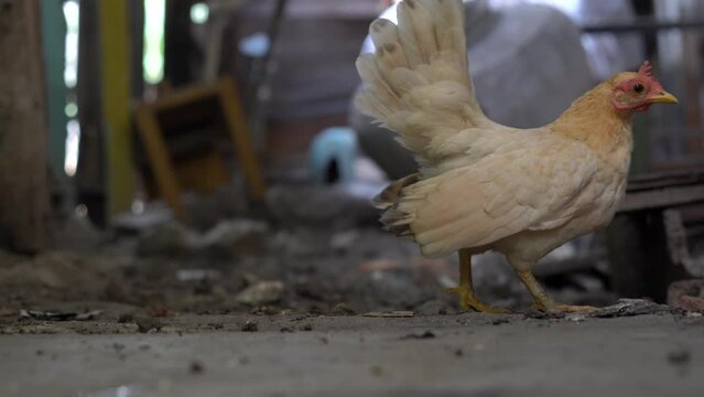 A kate chicken is eating. Ornamental chicken, short-legged Bantam chicken.