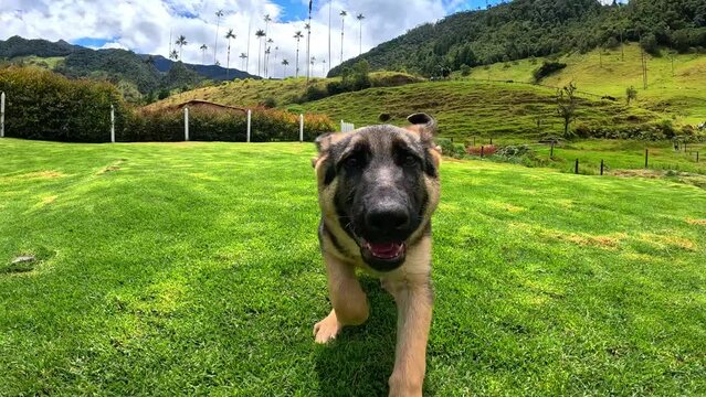 puppy off german shepherd running in slow motion over the green grass in the middle of the cocora valley, salento, quindio, colombia, with the wax palms behind