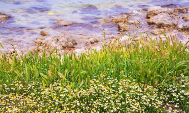 Cute modest daisies by the sea