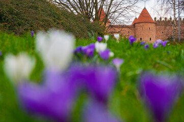 Warszawska Starówka mur i Barbakan na tle kwitnących krokusów na zielonym trawniku.
