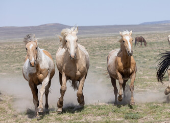 Wild Horses in Spring in the Utah Desert