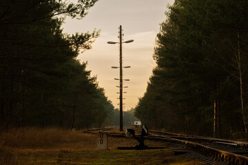 Tory kolejowe i słupy energetyczne w lesie