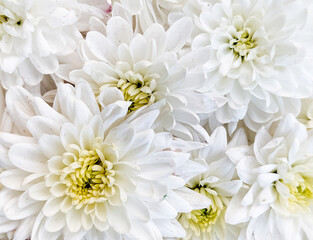 group of white flowers close up background