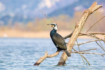 The Great Cormorant (Phalacrocorax carbo sinensis) is on the dead tree in the middle of Lake Skadar.