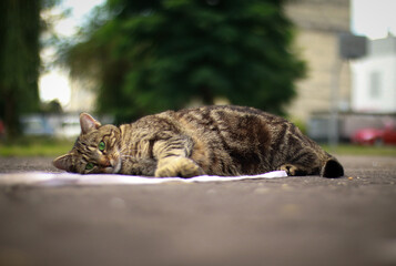 Cat on walk, outside, laying on ground outside - obrazy, fototapety, plakaty
