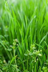 Spring macro landscape. Young green grass. Natural vertical background.