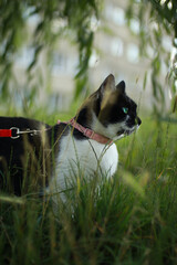 cat on leash in park, cat on leash outside, cat in grass © Krystian