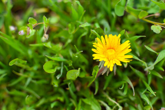 Spring background. Bright blooming dandelion among green grass. Top view, close-up, selective focus.