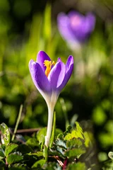 Foto auf Acrylglas Krokusblüten im Frühling © Bruno Mader