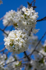 Prunus avium wild sweet cherry in bloom, beautiful white flowering tree branches with green leaves