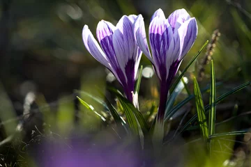 Foto auf Glas Krokusblüten im Frühling © Bruno Mader