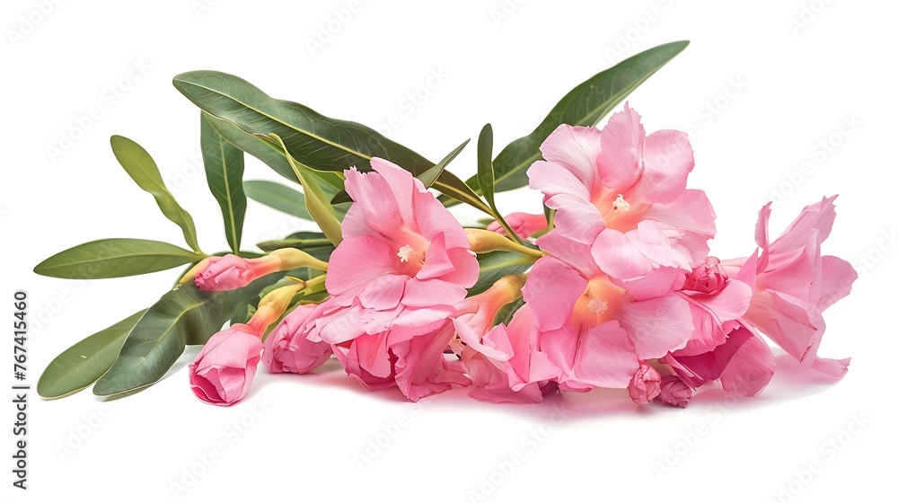 Poster generative ai : nerium oleander, pink oleander flowers isolated on white background with clipping pa