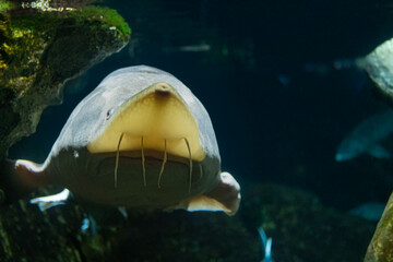 A sturgeon swimming in a dark aquarium