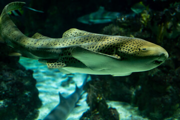 A zebra shark swimming in a large aquarium