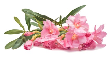Generative AI : Nerium oleander, Pink oleander flowers isolated on white background with clipping path