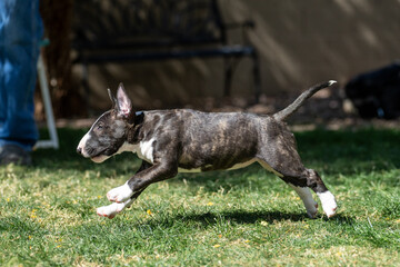 Very young bull terrier puppy playing