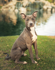 Young pit bull puppy posing for an outdoor portrait