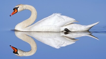  a couple of white swans floating on top of a body of water with their necks wrapped around each other's necks.