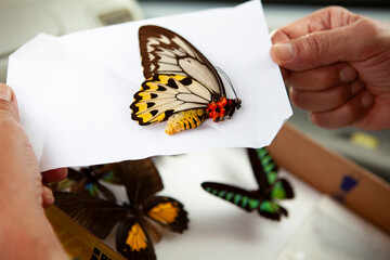 entomologia, cacciatori di farfalle