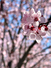 Pink wax cherry flowers in bloom during spring. Japanese cherry blossom tree.