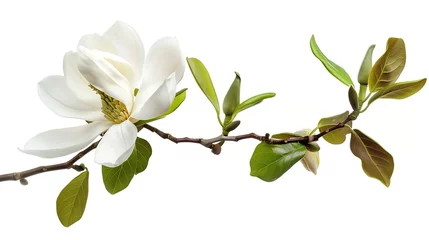 Zelfklevend Fotobehang Generative AI : Magnolia liliiflora flower on branch with leaves, Lily magnolia flower isolated on white background © The Little Hut