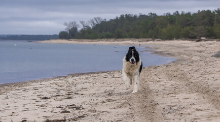 Kaberneeme Estonia - March 23 2024: Landseer dogs having fun on Kaberneeme beach, they play, run...
