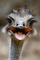Funny looking Ostrich, animal background, funny animals