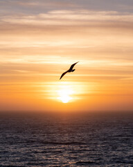 Soaring at sunset