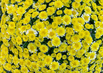 Yellow and white chrysanthemum flowers