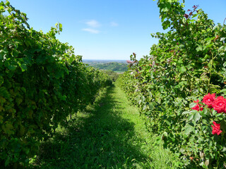 Vigneto con rose rosse sui Colli Euganei