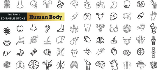 Human Body Line Editable Icons set. Vector illustration in modern thin line style of human anatomy icons: organs, body parts, skeleton parts, Pictograms and infographics for mobile. Isolated on white