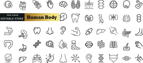 Human Body Line Editable Icons set. Vector illustration in modern thin line style of human anatomy icons: organs, body parts, skeleton parts, Pictograms and infographics for mobile. Isolated on white